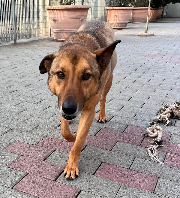 ULISSE LUPETTO TIMIDONE Foto 5